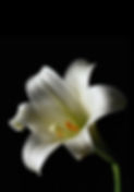 White Lily