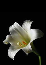 White Lily