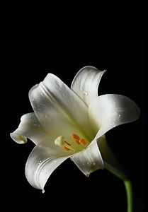 White Lily