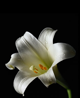 Lys blanc