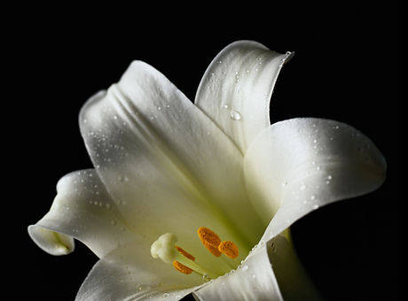 White Lily