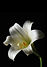 white flower