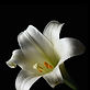 White Lily