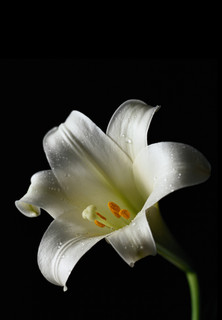 white-lily