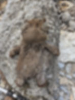 Possible Hippo (or cow?)