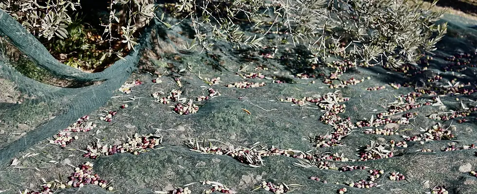 Huile d'olive riche en polyphénols et antioxydants naturels