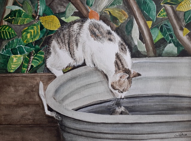 Kitten cooling off
