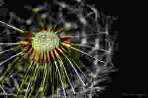 Dark Dandalion, a dandalion against a dark backgroud in his last phase of life