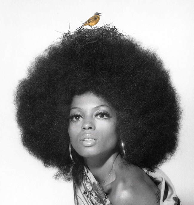 « The Bird » animated gif, collage of a video of mine, a nice picture of Diana Ross and a nest.