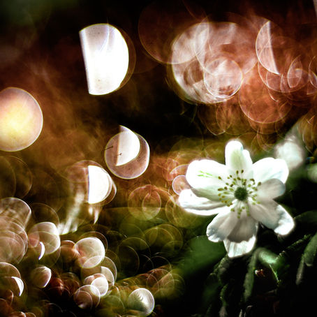 Macro-photographer Udo Wanninger