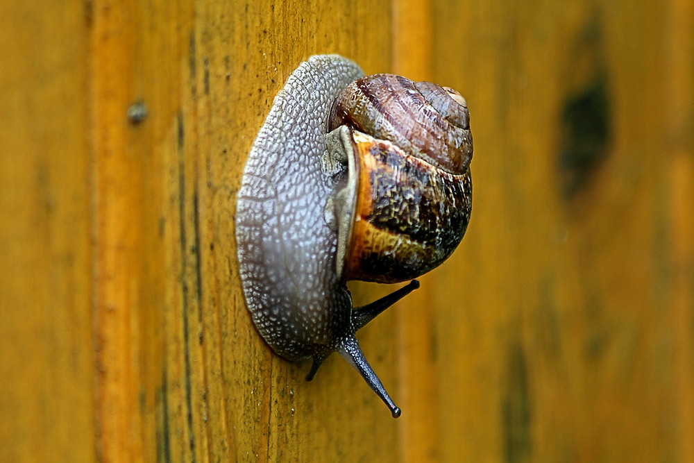 I found this snail sitting on the door of my garden shed, and it was simply fascinating to see how it could almost bend into a circle. I like taking macro shots, especially of plants and small animals. It gives me and my kids the opportunity to take a closer look at them without disturbing or hurting them.