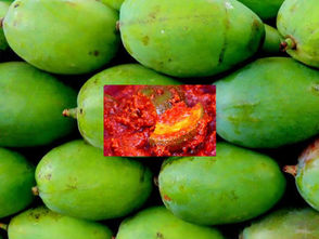కొత్త ఆవకాయ