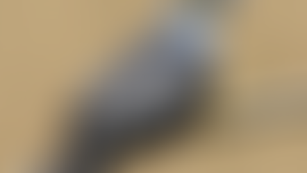 తెలుగు కోయిల కూస్తోంది