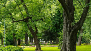 పచ్చదనము ప్రాముఖ్యము