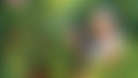 బామ్మ - మాట్లాడే మొక్కలు