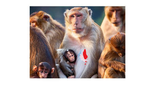 కోతి పుండు బ్రహ్మ రాక్షసి