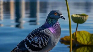 పావురాయి పాఠాలు