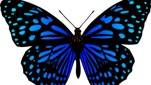 సీతాకోక చిలుక