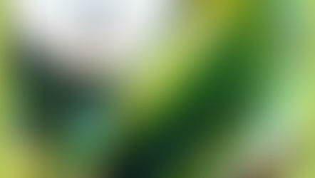 చిలుకమ్మ సుద్దులు