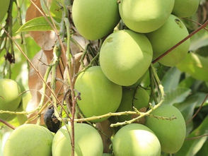 మామిడి చెట్టు