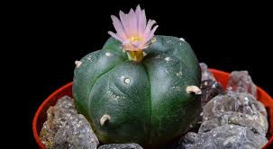 My power plant peyote.
