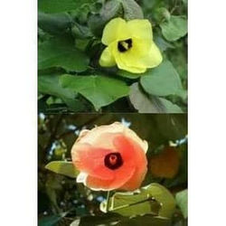 tulipanBicolor