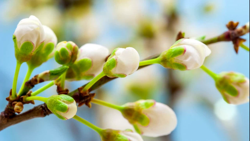 Thumbnail: Spring's Greeting Screensaver (4K)