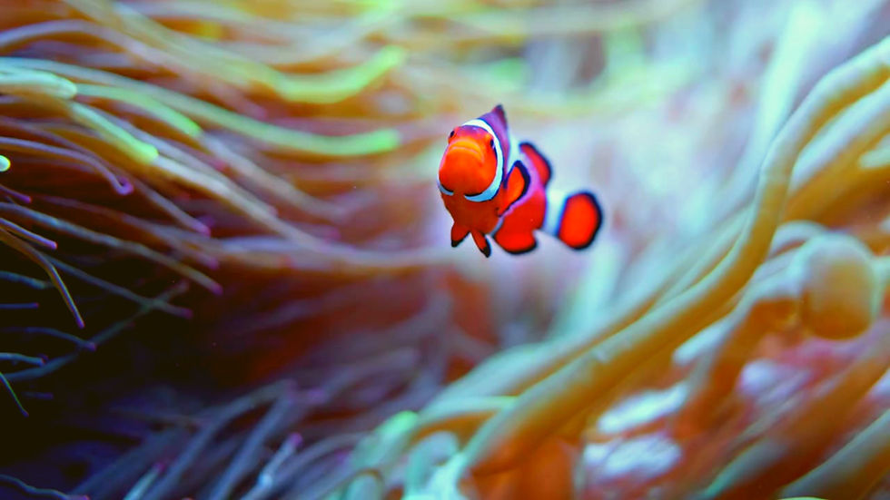 Thumbnail: Aqua Dream Screensaver (4K)