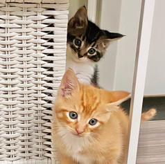 Claude & Clifford (bonded)