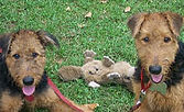 dog training manhattan, brooklyn, queens