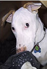 dog training manhattan, brooklyn, queens