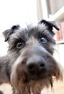 dog training manhattan, brooklyn, queens