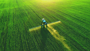 Trator pulveriza plantação verde ao entardecer, criando padrões na terra sob luz dourada. Campos extensos e alinhados ao fundo.