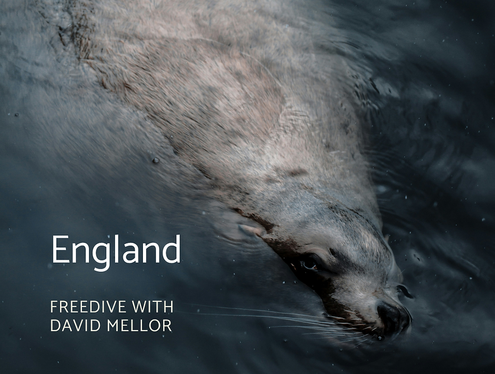 freediving