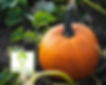 Pumpkin is a Nutritional Powero