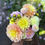 Thumbnail: Day Dreamer Dahlia Tuber