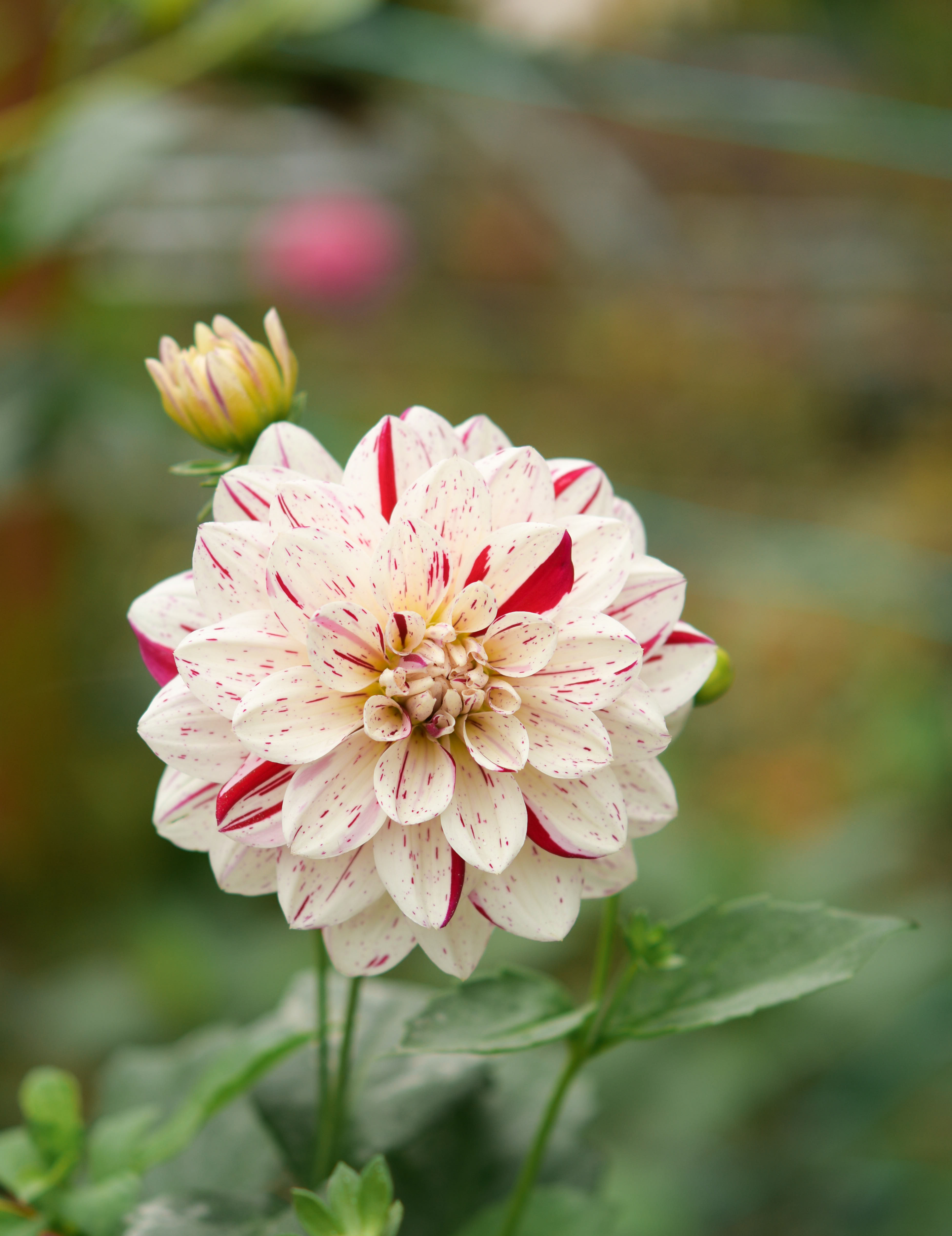 Picasso Dahlia Tuber