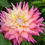 Thumbnail: Sir Alf Ramsey Dahlia Tuber