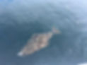 IMG_1568.jpeg