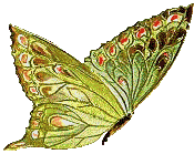 Papillon.gif