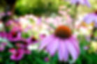 coneflower.jpg