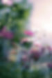 glowyfloral.jpg