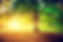 lightandleaves.jpg