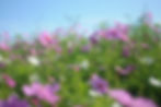 lavendarcosmos.jpg