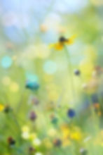 wildflowersun.jpg