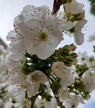 Flores de Cerezo marzo 2024