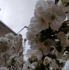 Flores de Cerezo 2024 marzo