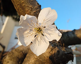 Flor del Cerezo