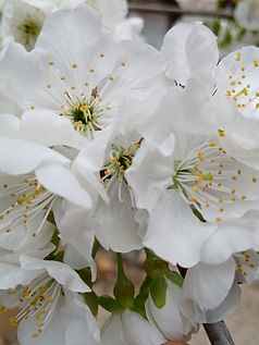 Flores del Cerezo 2024