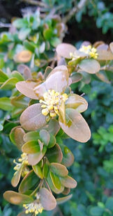 Flores de Boj